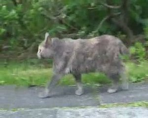 Cat having a great summer in Iceland 2009