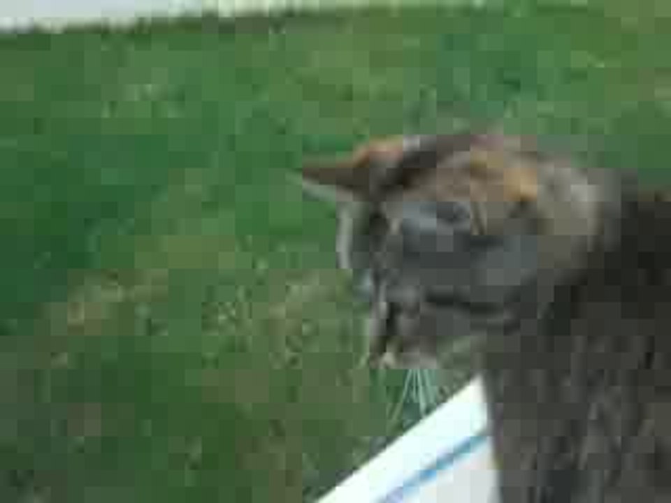 Patrickekette et son chat qui ne bouge jamais !