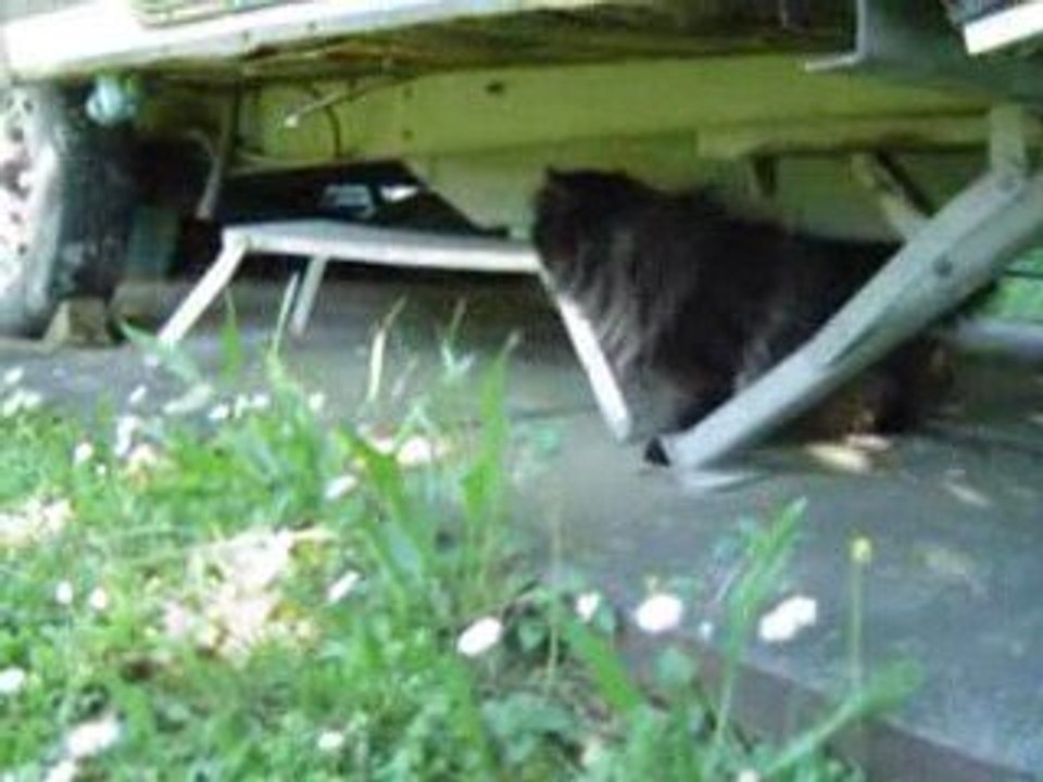 Néfertiti sous la caravane