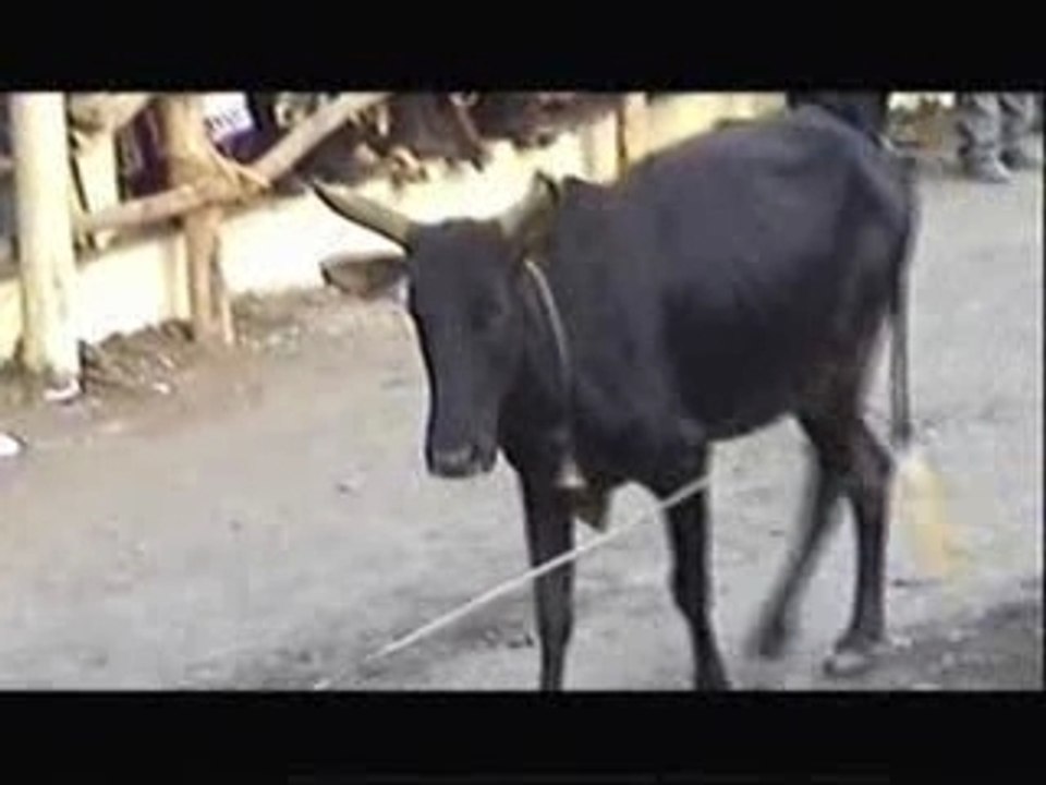 Tauromachie