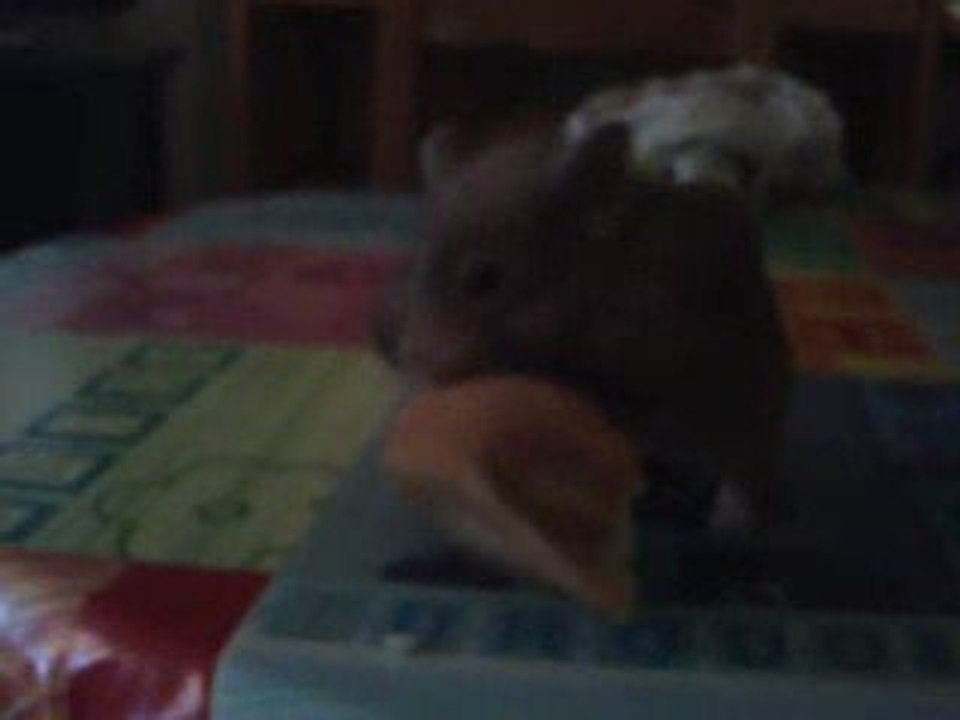 hamster mutant
