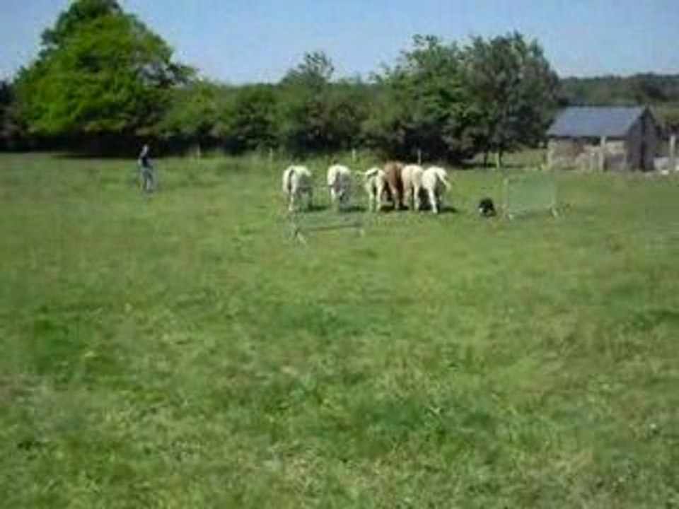 Démo de chien de troupeau, Diesel Border Collie d'un an