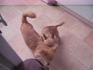 Vidéo lola brutus mai 2009 002