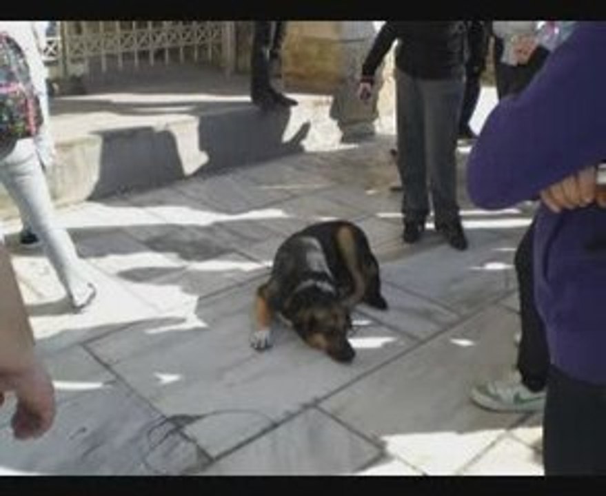 TEMPS DE CHIEN A ATHENES TIEMPO DE PERROS EN AT...