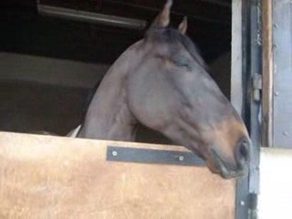 Poney Troteuu