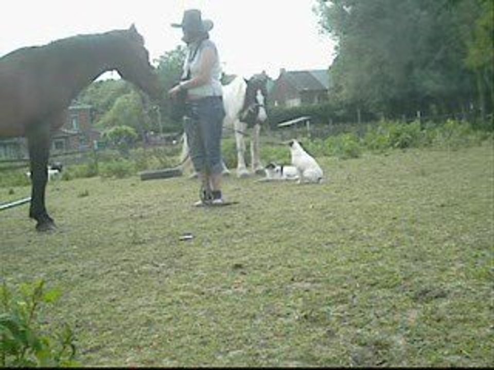 sun reverence jambettes