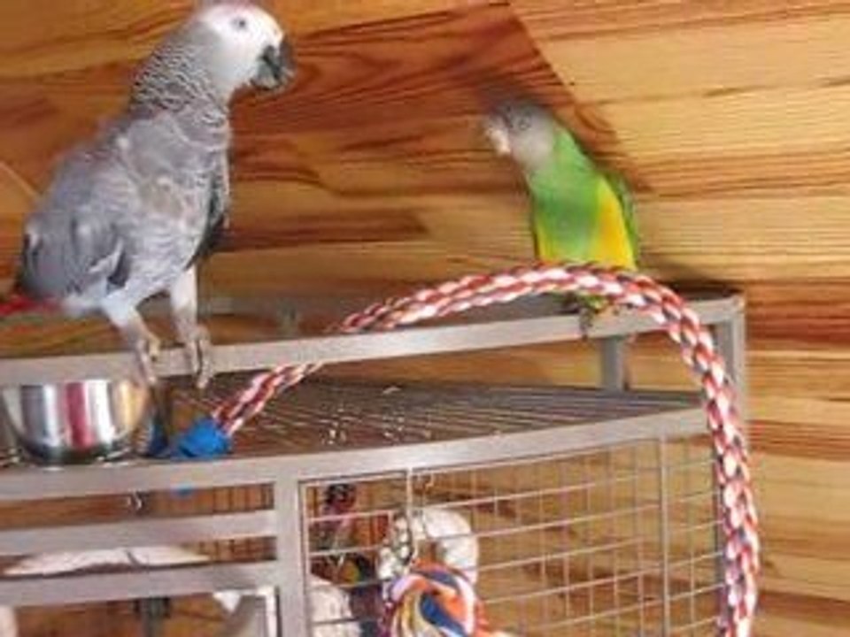 Cookie et Luna : La rencontre 310509