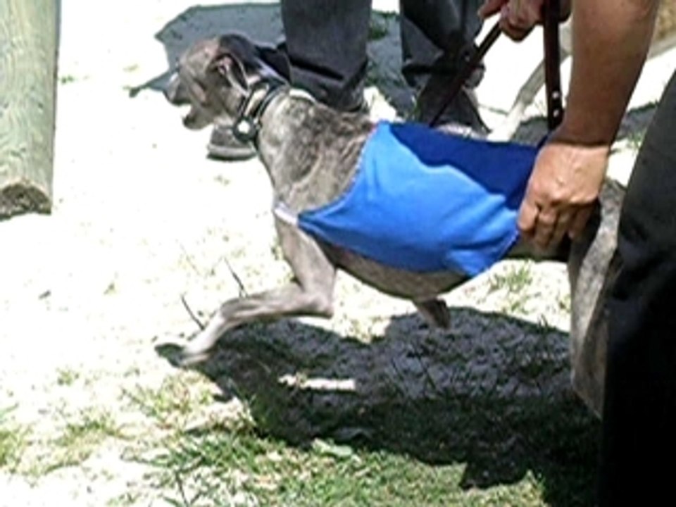 TaniaPVL12609