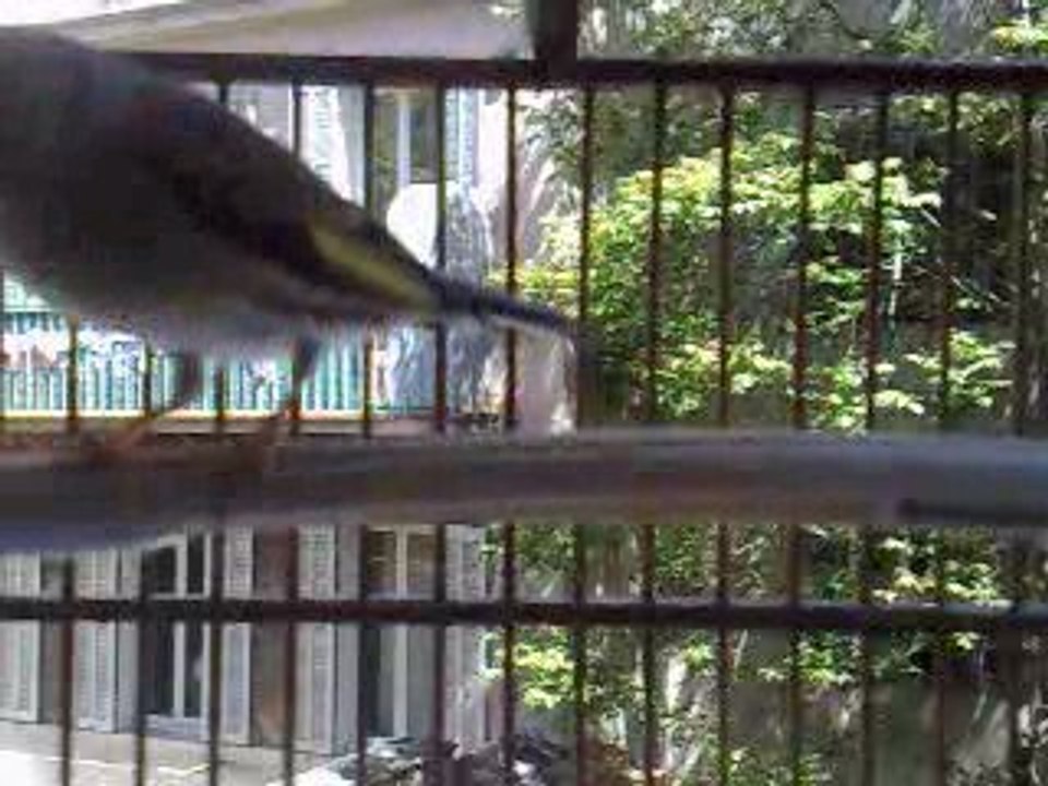 Mon oiseau: Kiki