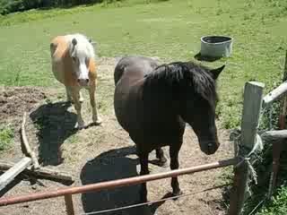 La Bernerie en Retz : chevaux