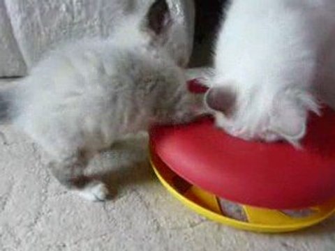 Chatons qui jouent avec un round