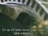 Lir Kuşu (Yok Böyle Bir Kuş) Bird sounds from the lyre bird