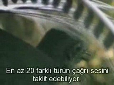 Lir Kuşu (Yok Böyle Bir Kuş) Bird sounds from the lyre bird