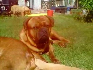 Nos chiens 2
