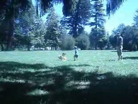 Partie de ballon après le pique-nique