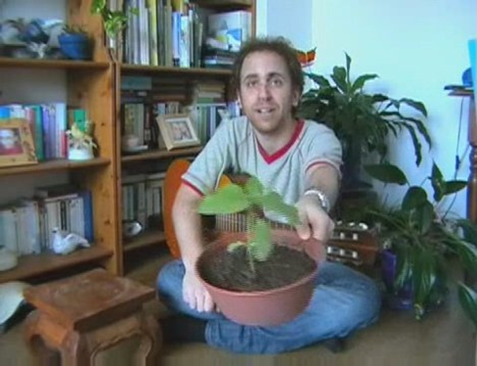 Le Tournesol de la Chanson du Dimanche (J+28)