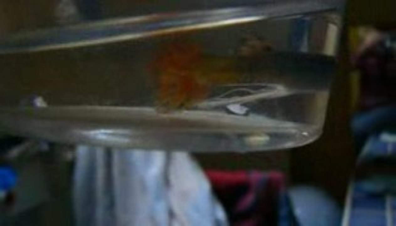 mâle guppy