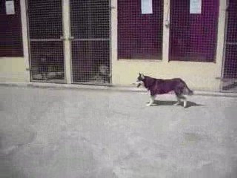 Winnie & Paloma enfin dehors en notre présence !