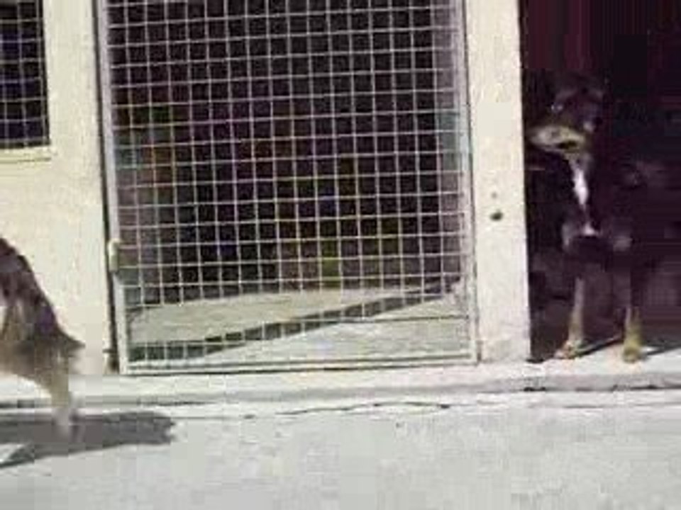 Winnie & Paloma enfin dehors en notre présence !