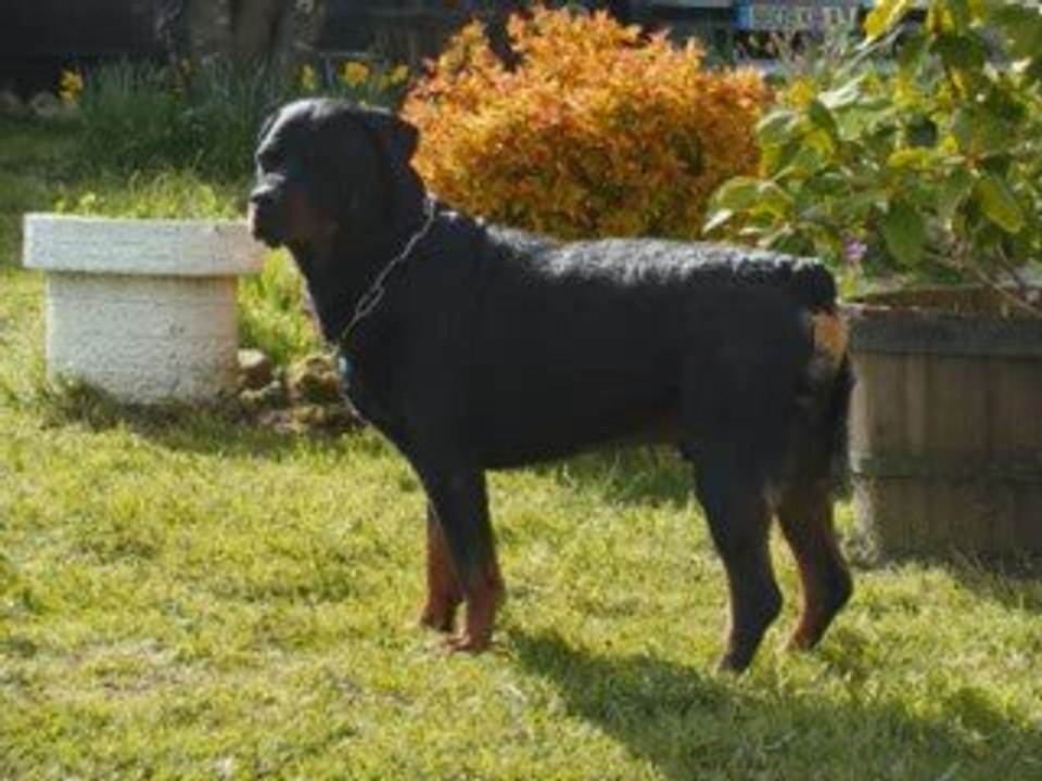 hommage a mon ti boy