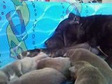 3 day old Presa Canario puppies (GDK) 5-27-09