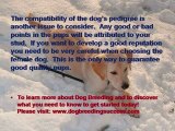 Dog Breeding - Breeding Studs