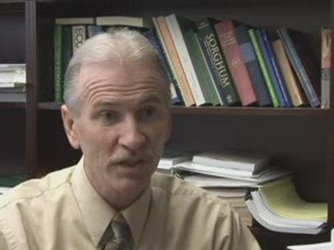 Texas Farms Producing More Corn