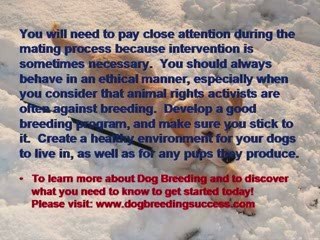 Dog Breeding – Conformation and Performance