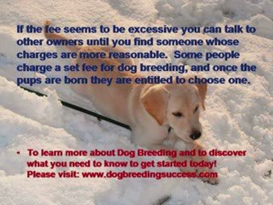 Dog Breeding – Finding The Perfect Mate