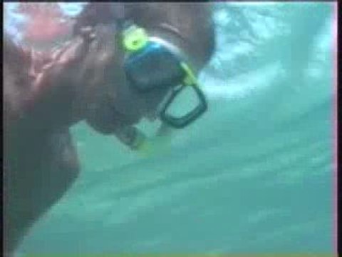 Snorkling à Koh Phiphi avec les requins - Phiphi snorkling