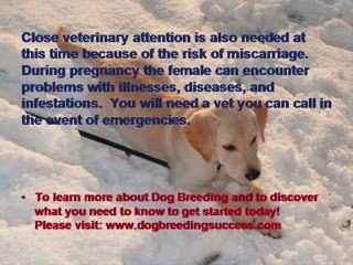 Dog Breeding - Frequency