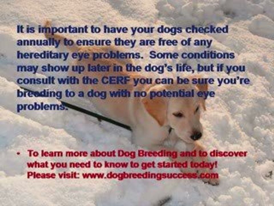 Dog Breeding - Hereditary Eye Problems
