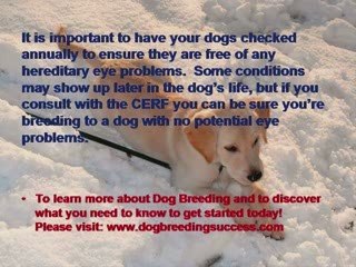 Dog Breeding - Hereditary Eye Problems