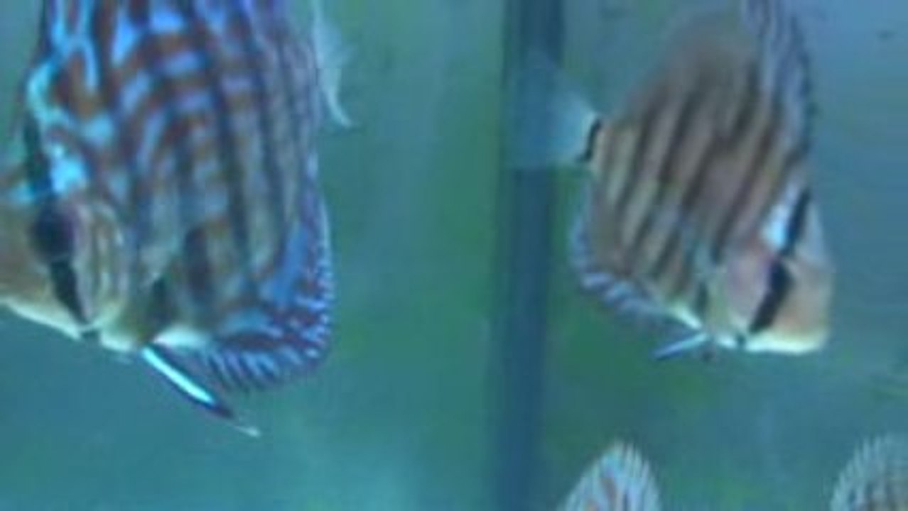 turkuaz discus yavruları