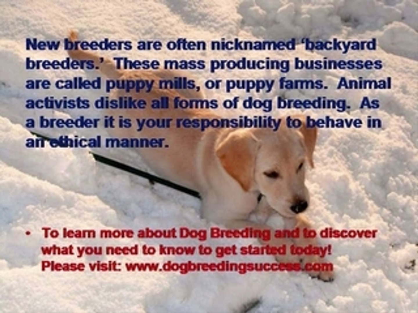 Dog Breeding History Video Dailymotion