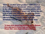 Dog Breeding - Joint Problems