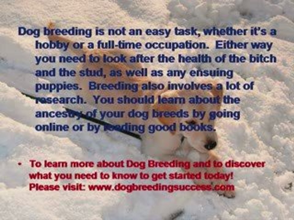 Dog Breeding – Medical Checks
