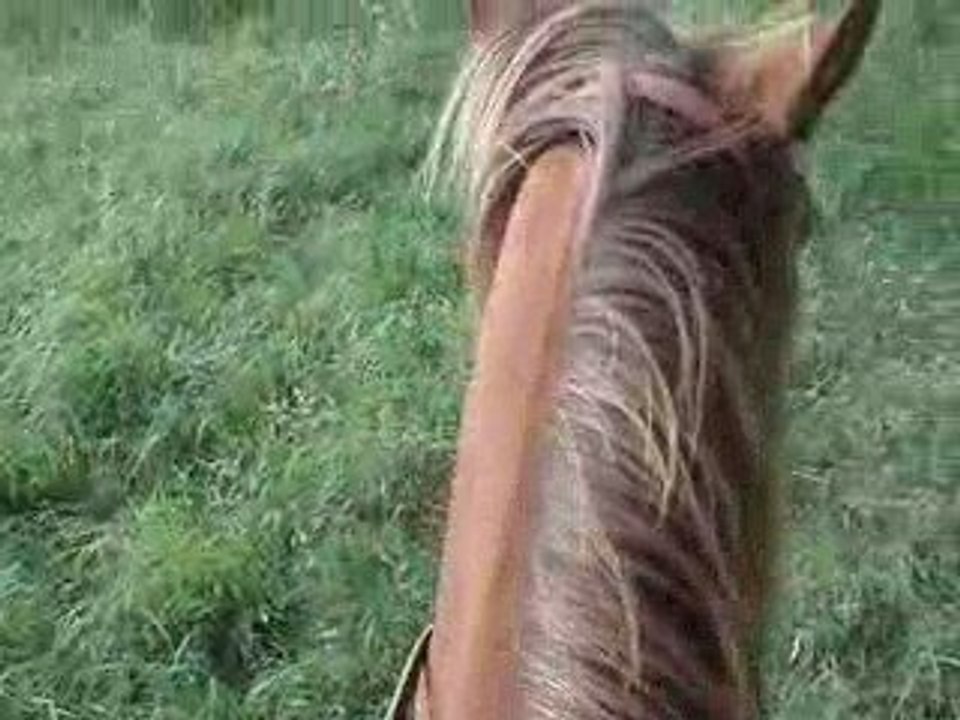 oreilles de poulain 2