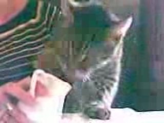 Chat qui boit avec sa patte