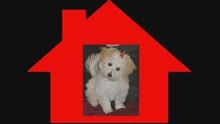 Business Partner A Dog: Which Type Of Dog Will You Choose?