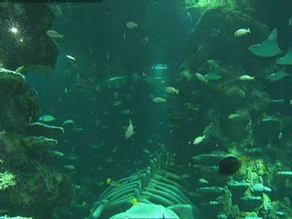 Scientists warn of "ocean catastrophe"