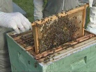 Bee comeback creates a buzz