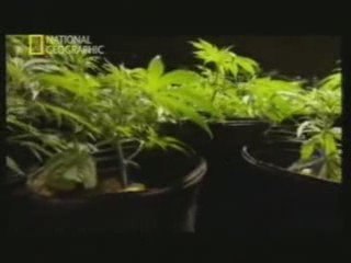 Oaksterdam: Universidad de la Marihuana