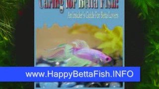 Betta Fish Collector