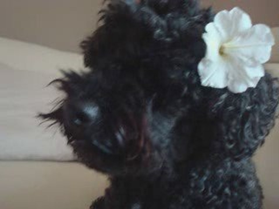 Mirtille :)