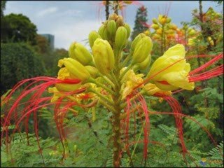 La bandenita-Ah,mi corrientes Pora Los Incas