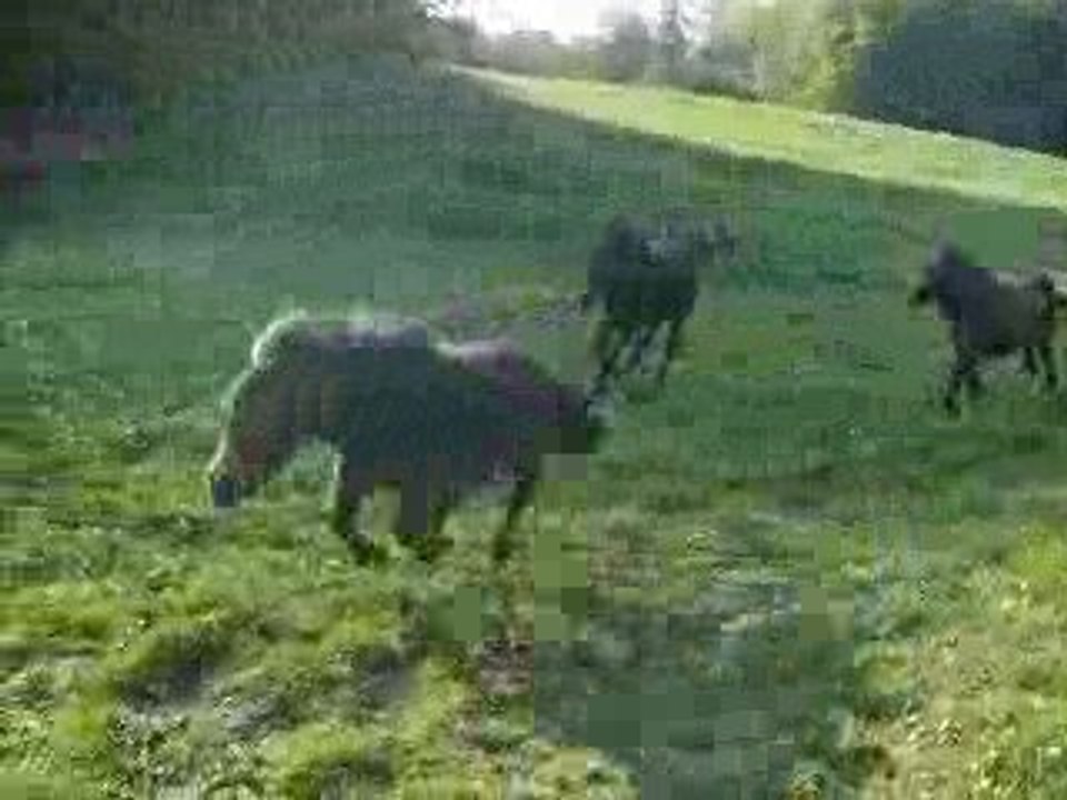 les poulains