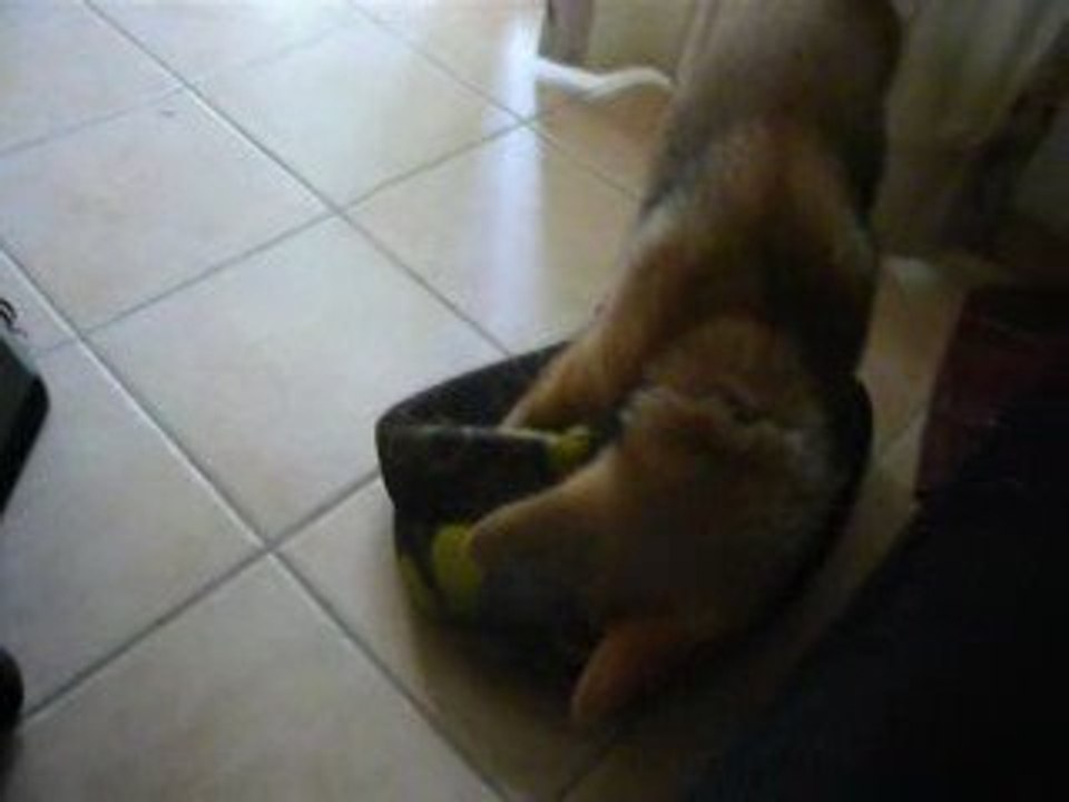Kenzo 1-6-09 051