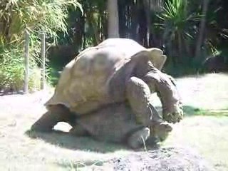 zoo-turtles