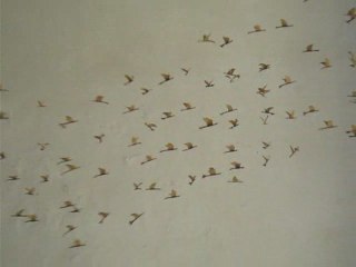 47 Cuba Trinidad Installation artistique oiseaux allumettes